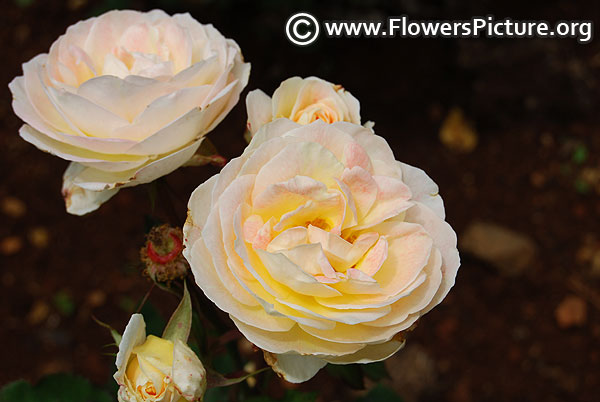 Easter basket rose