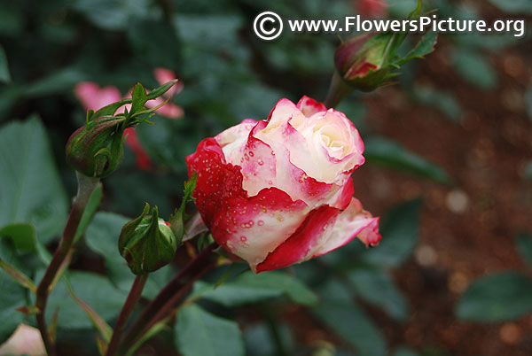 Ecuadorian rose