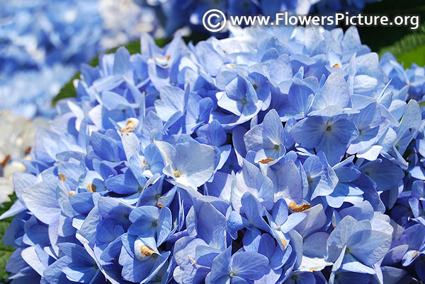 Endless summer hydrangeas