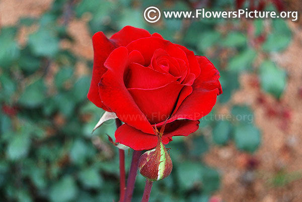 Eternity red rose ooty