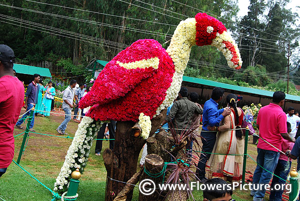 Floral toucan bird