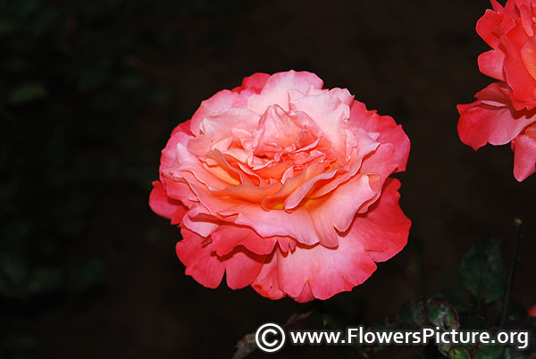 Fox trot hybrid tea rose