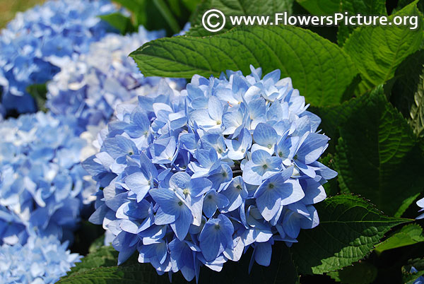 French hydrangea