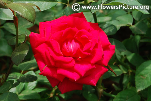 Fuchsia pink patio rose