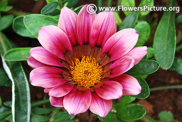 Gazania new day strawberry shortcake