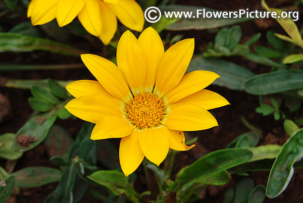 Gazania rigens sun gold