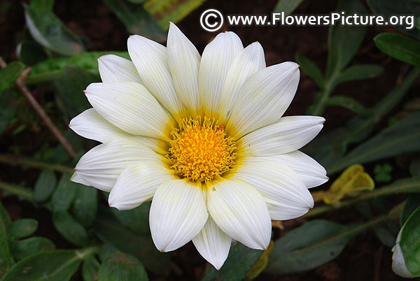 Gazania rigens white