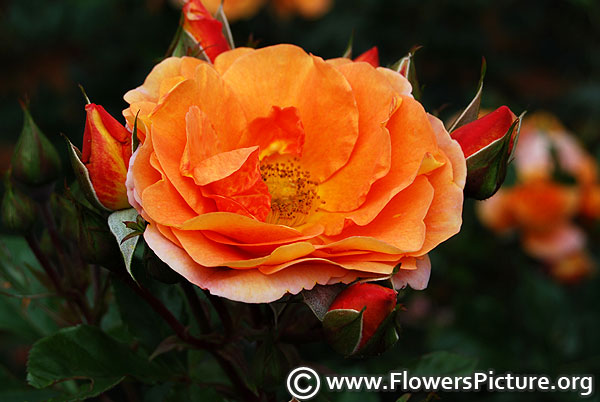 Gingersnap rose