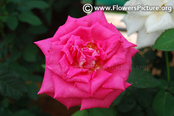 Gloriana rose