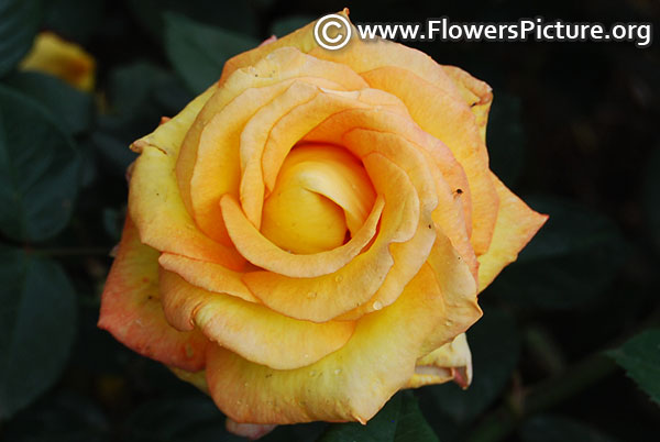 Gold medal rose