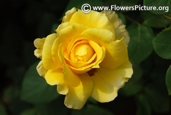 Gold strike rose