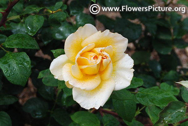 Golden ladder rose