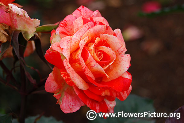 Harry hybrid tea rose