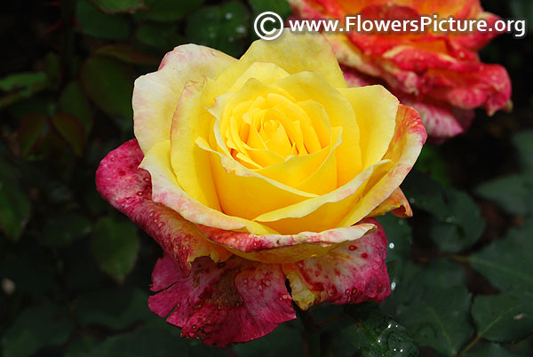 High and yellow magic rose