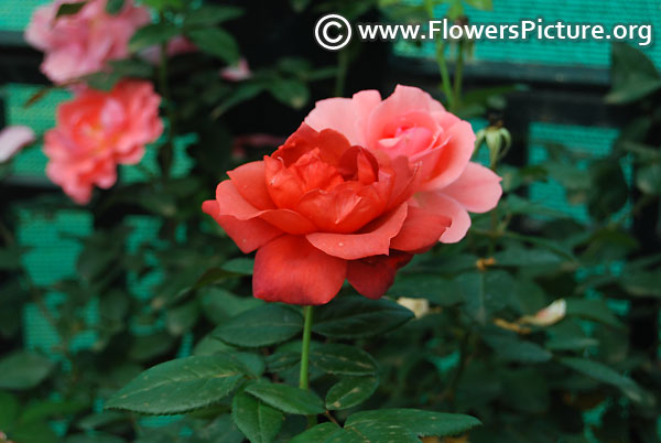 Hot chocolate miniature rose