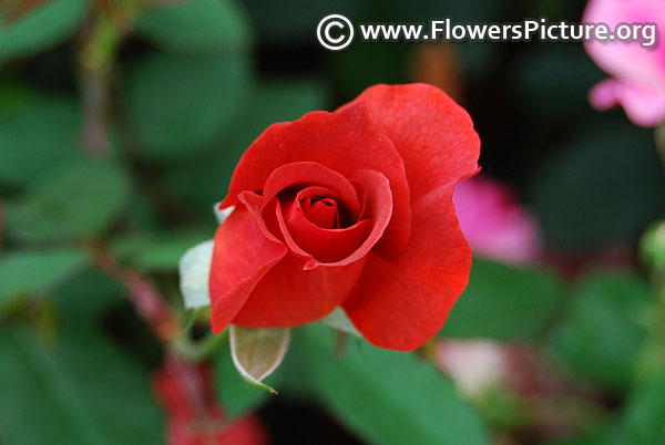 Hot chocolate rose bud