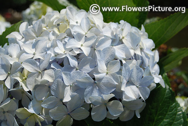 Hydrangea light blue