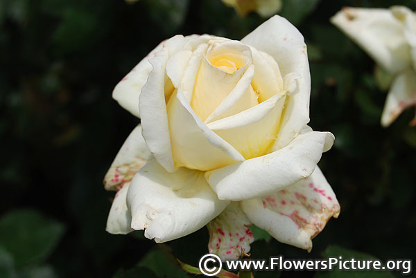 John F Kennedy rose