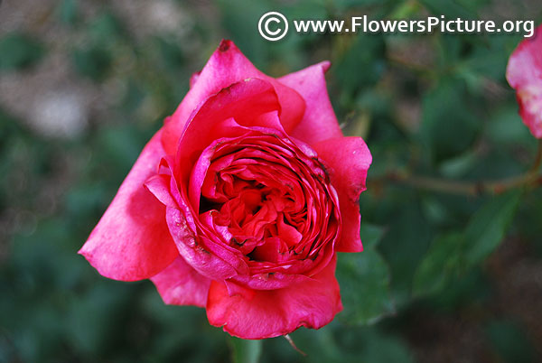 Kalpana chawla rose