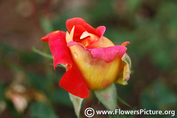 Ketchup and mustard rose