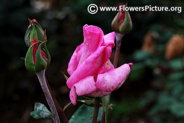 Lavender blue rose bud