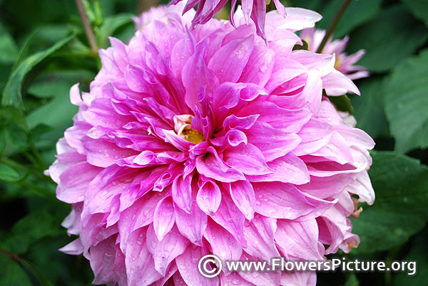 Lavender dahlia