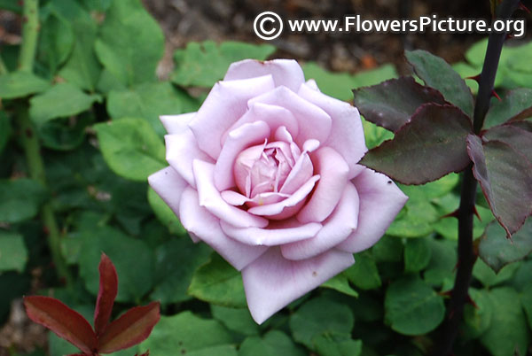 Lavender miniature rose ooty