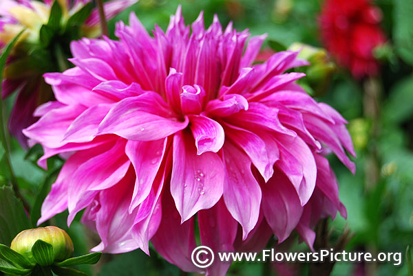 lavender pink dahlia