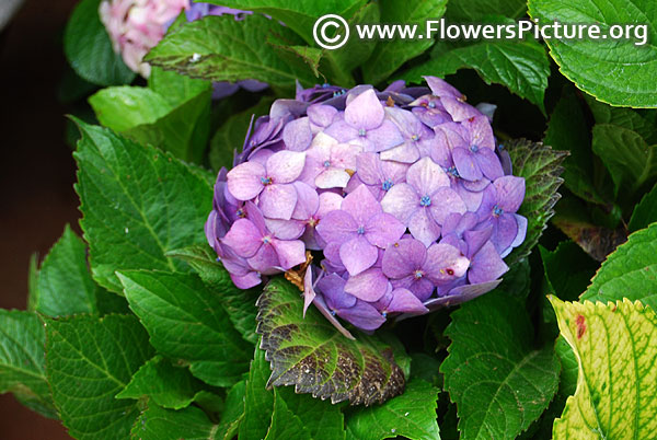 Light purple hydrangea ooty