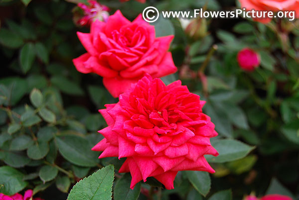 Magenta miniature rose