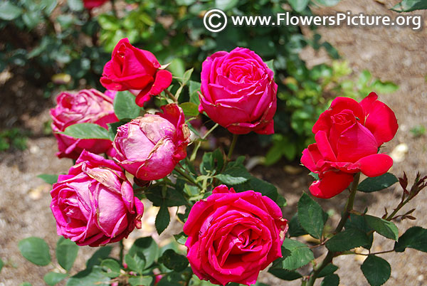 Magenta rose clustered ooty 2017