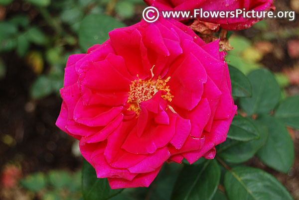 Magenta rose ooty