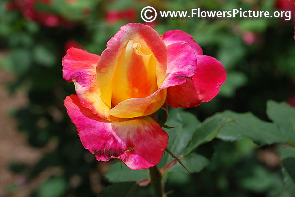 Magenta yellow rose bud