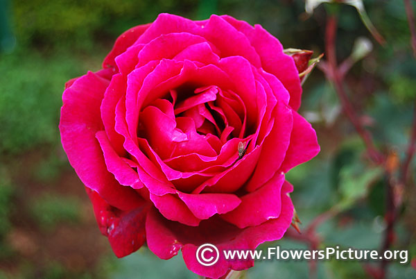 mediumvioletred rose ooty