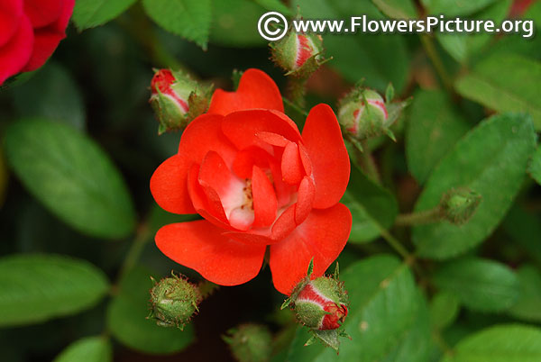 Micro miniature orange rose