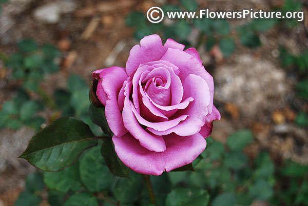 Stainless steel hybrid tea rose