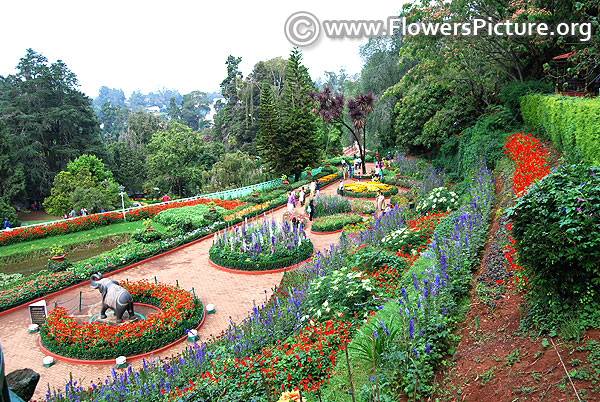 Ooty botanical garden