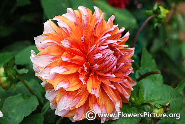 Orange and white dahlia