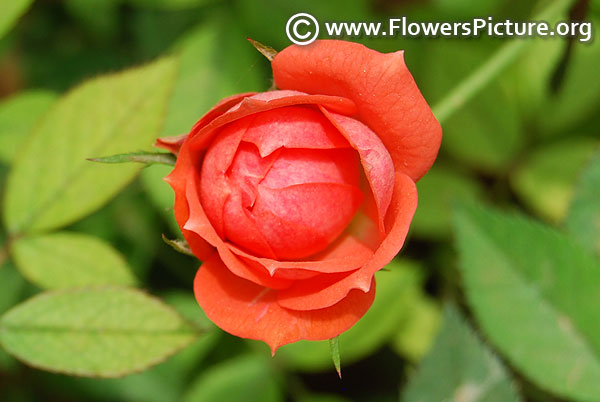 Orange miniature rose ooty