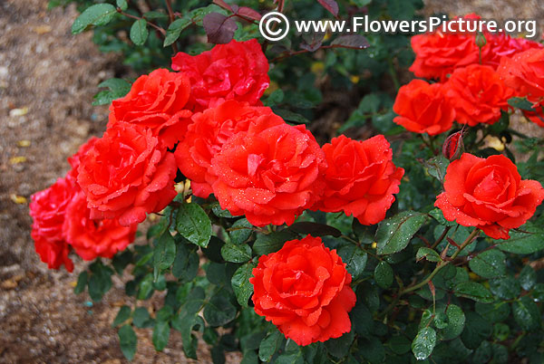 Orange patio rose