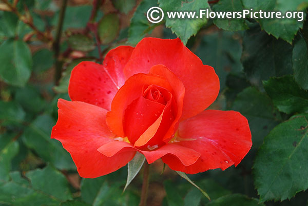 Orange red miniature rose