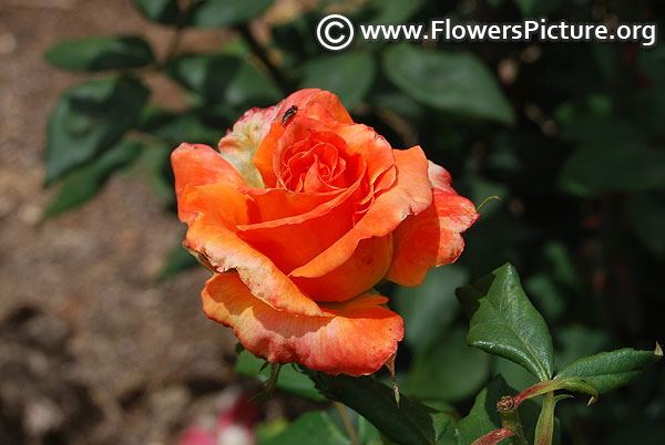 Orange rose bud