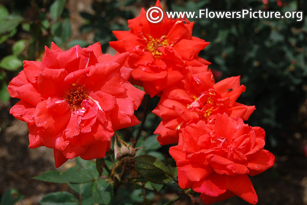 Orange rose clustered ooty