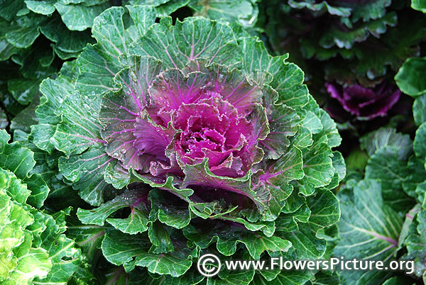  Ornamental red kale