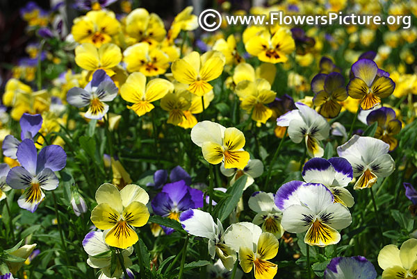 Pansy garden