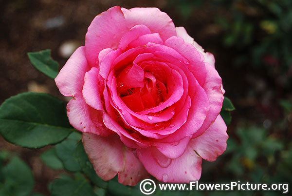 Perfume delight rose