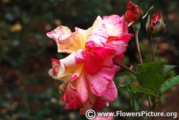 Pink beige stripes rose