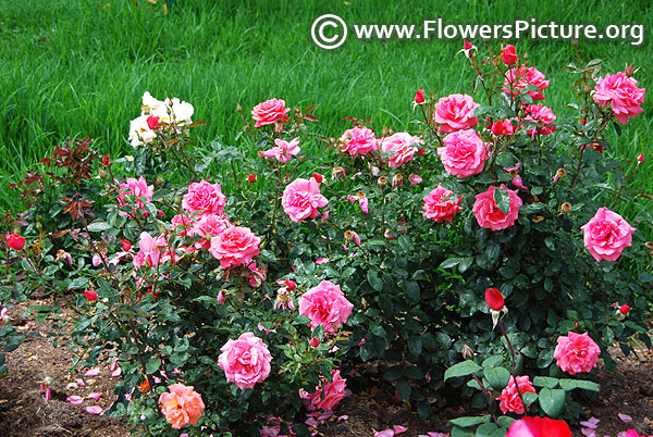 Pink carpet rose ooty