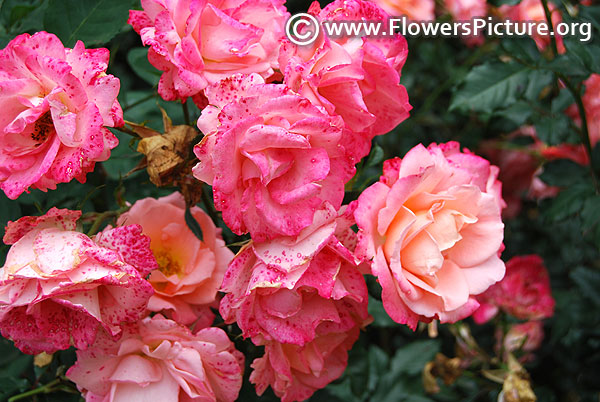 Pink coral clustered rose