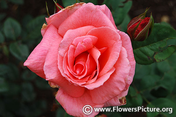 pink hybrid tea rose ooty